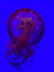 jelly fish in the water