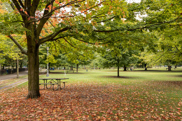 Flowers in the Park at the beginning of fall