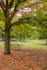 Flowers in the Park at the beginning of fall