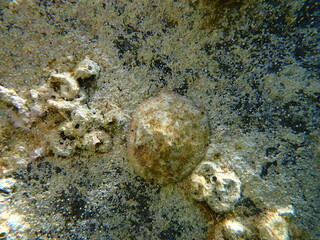 Sea snail true limpet (Patella sp.) undersea, Aegean Sea, Greece, Santorini island