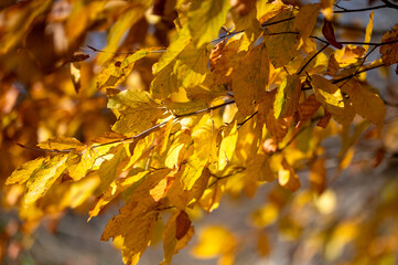 yellow autumn leaves