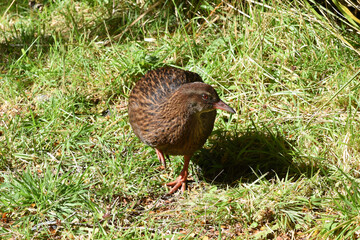 Weka, aka Maori hen or forest (Gallirallus australis), a species of flyless bird endemic to New Zealand, seen in the Eglinton Valley on the Milford Sound highway, Fiordland National Park, South Island