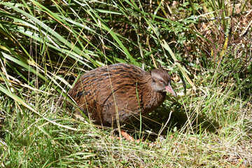 Weka, aka Maori hen or forest (Gallirallus australis), a species of flyless bird endemic to New Zealand, seen in the Eglinton Valley on the Milford Sound highway, Fiordland National Park, South Island