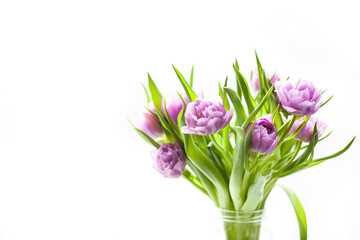 Close up of purple peony tulips in glass vase on white background. Double price early tulip. Copy space. Spring holidays, mothers day, womens day concept. Selective soft focus.