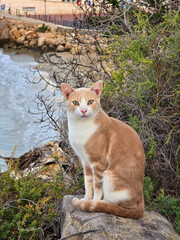 ginger cat sitting on the seashore