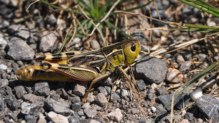 Close-up of a grasshopper om the ground.