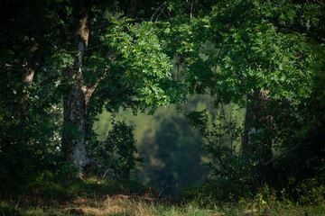View through trees to a blurred background.