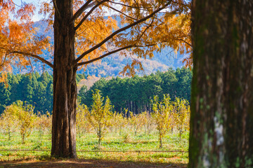 [SHIGA]A famous spot that attracts visitors with its colorful autumn leaves, Avenue of Metasequoias, Japan