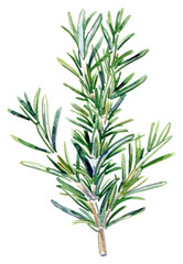 PNG  Realistic watercolor rosemary herb illustration