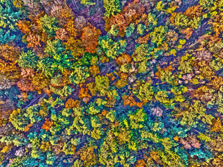 Aerial topshot from trees in fall in the Netherlands Europe