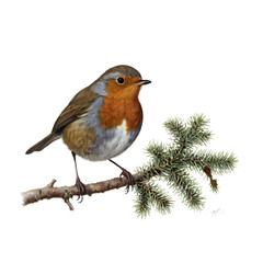 robin on a branch  with transparent background PNG and JPEG image	