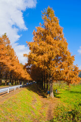 [SHIGA]A famous spot that attracts visitors with its colorful autumn leaves, A beautiful tree-lined street heralds the arrival of autumn, Avenue of Metasequoias, Japan