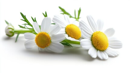 Fototapeta premium Closeup of Three White Daisies with Yellow Centers and Green Stems