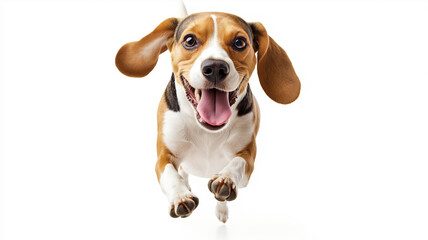 A Beagle running joyfully
