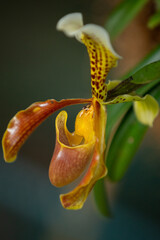 Garden of Orchids La Pajarera 2024