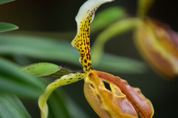 Garden of Orchids La Pajarera 2024