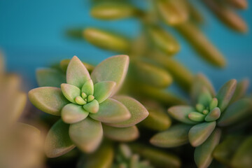 Sedum succulent ornamental houseplant close up detail patterned leaves warm