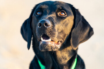 Portrait of a young Black Labrador Retriever, with beach sand on his face. Selective focus - only nose in focus
