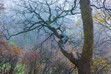 Fototapeta premium Moss-Covered Branches in a Misty Autumn Forest: A peaceful November woodland scene where a twisted tree stands tall, embraced by soft fog and scattered fall leaves