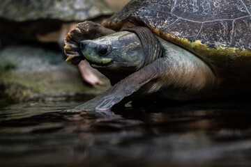 turtle in nature park in czech