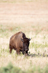 American Bison out for Walk 