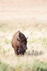 American Bison out for Walk 