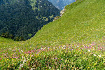 Fototapeta na wymiar Wildflowers and daisies on the Stoos Ridge Hike in Switzerland