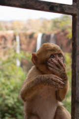 Naklejka premium Singe marocain