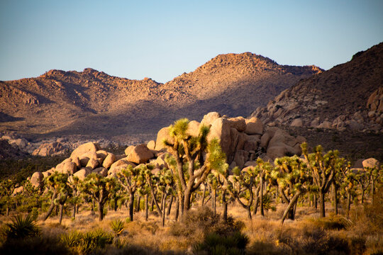 Joshua tree