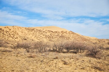 A dry barren desert landscape with rare plants scattered everywhere. The sky is clear and the sun is shining brightly