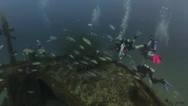 4k video of an Atlantic Goliath Grouper (Epinephelus itajara) in Jupiter, Florida, USA