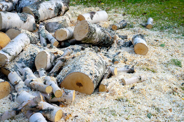 Cut a huge tree into small pieces.Harvesting firewood for the winter.