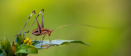 A cricket perched on a green plant with yellow flowers. Banner for website, desktop, wallpaper, copy space for text and advertising. Nature wallpaper 21:9