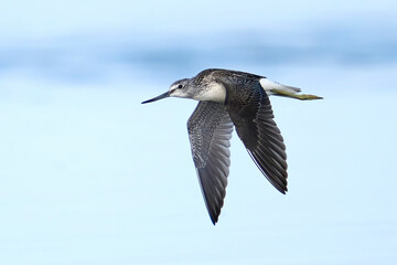 Common greenshank (tringa nebularia)