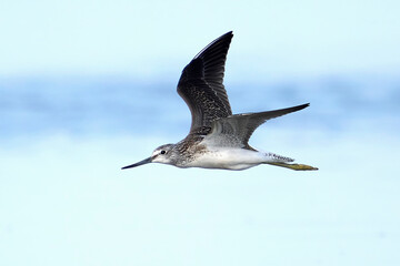 Common greenshank (tringa nebularia)