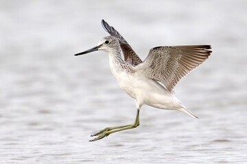 Common greenshank (tringa nebularia)