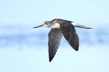 Common greenshank (tringa nebularia)