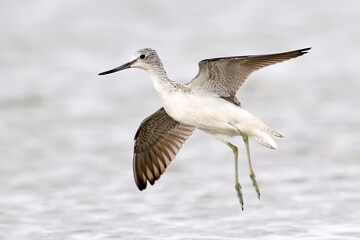 Common greenshank (tringa nebularia)