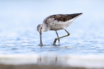 Common greenshank (Tringa nebularia)