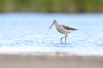 Common greenshank (Tringa nebularia)