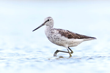 Common greenshank (Tringa nebularia)