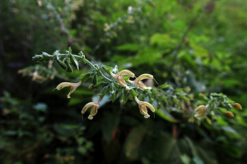salvia glutinosa with yellow flowers