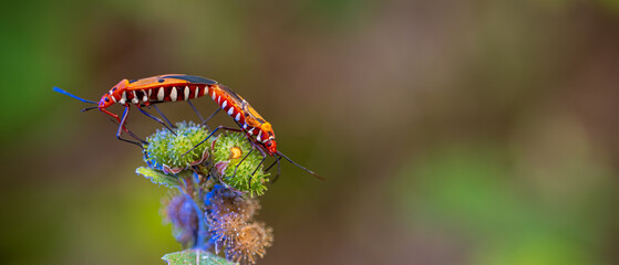 Two insects are seen on a plant, likely engaging in mating behavior. Banner for website, desktop, wallpaper, copy space for text and advertising. Nature wallpaper 21:9