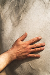 Hand of a man stroking the neck of a white horse. Texture and vertical wallpaper. Copy space above. Love for animals.