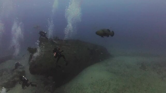 4k video of an Atlantic Goliath Grouper (Epinephelus itajara) in Jupiter, Florida, USA