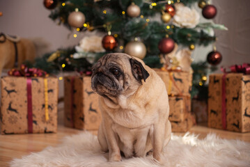 Cute dog bulldog at Christmas near the Christmas tree