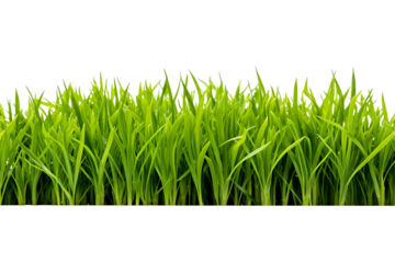 fresh green grass isolated on transparent background