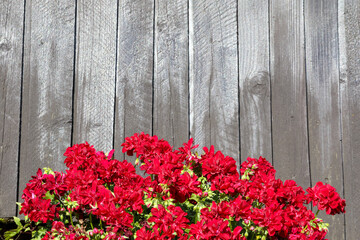
red flowers on a dark wooden fence
