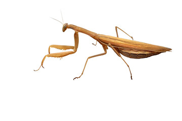 Image of a brown praying mantis on a PNG background. High quality photo