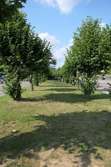 A vibrant green grass strip stretches alongside a row of young trees, their leaves full and bright in the summer sun. The scene feels fresh and alive, with soft shadows dancing on the grass.